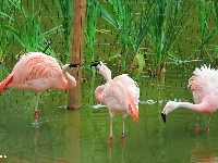 Trzy, Flamingi