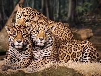 Trzy, Jaguary