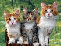 Trzy, Koty