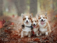 Welsh corgi pembroke, Trzy, Psy, Liście