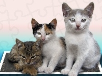 Małe, Trzy, Kociaki