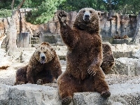 Niedźwiedzie, Trzy, Brunatne