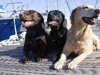 Pieski, Trzy, Port
