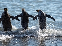 Pingwiny, Trzy, Morze