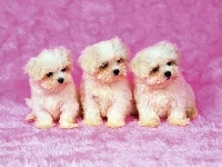 Psiaki, Trzy, Bichon frise