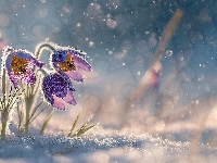 Śnieg, Trzy, Sasanki, Grafika AI