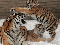 Tygrysy, Trzy, Śnieg