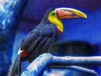 Tukan, Konar