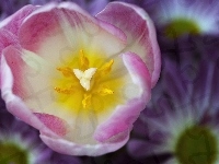 Tulipan