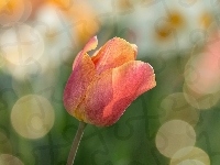 Tulipan, Bokeh