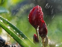 Tulipan, Deszcz