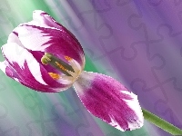 Kwiat, Tulipan, Makro
