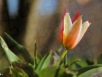 Kwiat, Tulipan, Wiosna