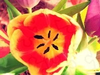 Tulipan, Makro