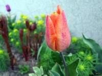 Tulipan, Pomarańczowo, Żółty, Rośliny