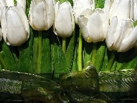 Tulipanów, Kokardka, Wiązanka, Białych, Zielona