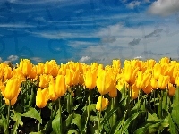 Tulipanów, Pole, Żółtych, Niebo