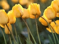 Tulipany