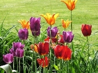 Tulipany