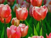 Tulipany