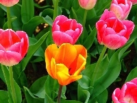 Tulipany