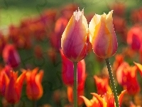 Tulipany