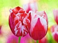 Tulipany