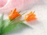 Tulipany