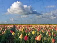 Tulipany