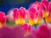 Tulipany