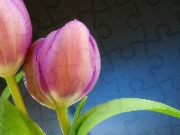 Tulipany