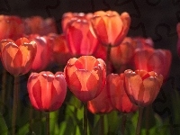 Tulipany
