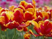 Tulipany
