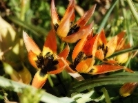 Tulipany