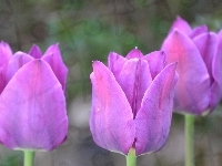 Tulipany