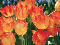 Tulipany