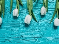 Tulipany, Deski, Kwiaty, Białe, Niebieskie