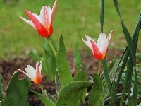 Biało, Tulipany, Czerwone