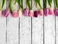 Tulipany, Deski