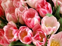 Tulipany, Dwukolorowe