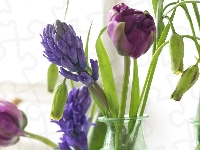 Fioletowe, Niebieskie, Szafirki, Tulipany