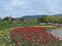 Tulipany, Park, Klomb, Góry