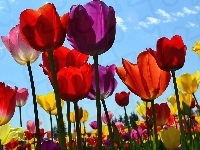 Tulipany, Kwiaty, Kolorowe, Niebo