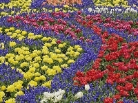 Tulipany, Kwiaty, Kolorowe, Szafirki