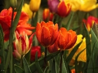 Kolorowe, Tulipany, Kwiaty