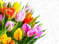 Tulipany, Bukiet, Tło, Kwiaty, Kolorowe, Białe