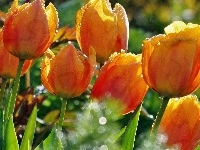 Krople, Tulipany, Deszczu