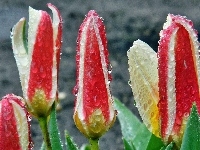 Krople, Tulipany, Deszczu