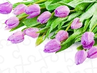 Krople, Tulipany, Wody
