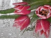 Tulipany, Rosy, Bukiet, Kwiatów, Krople